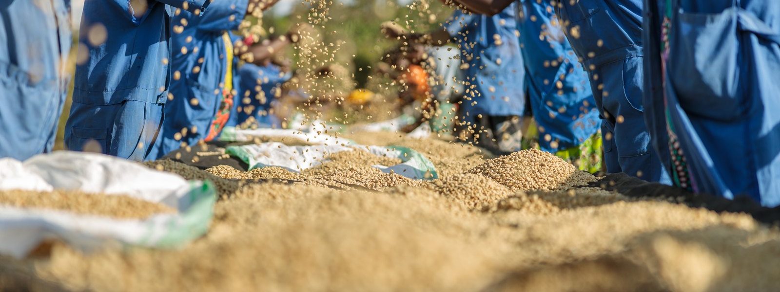 workers-processing-grain-together-in-open-air